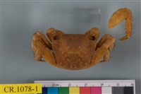 藏品(方形大額蟹)的圖片